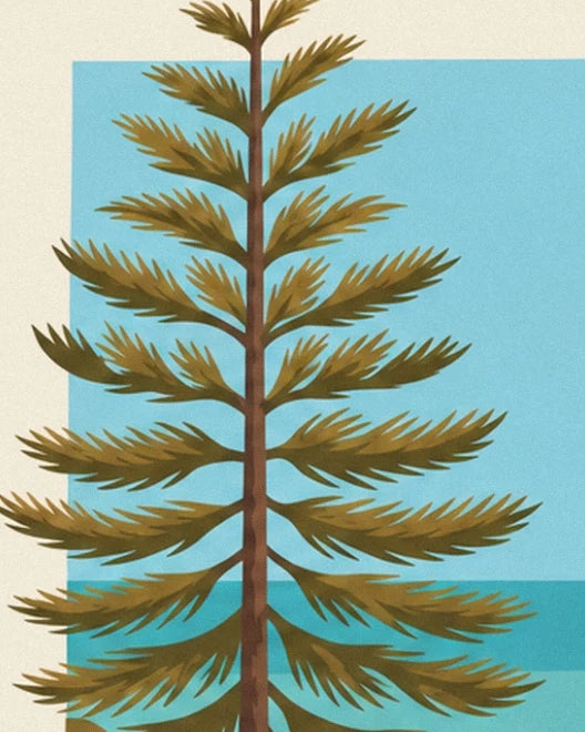 A Norfolk Island pine with tiered branches, outlined against the blue sky and sea