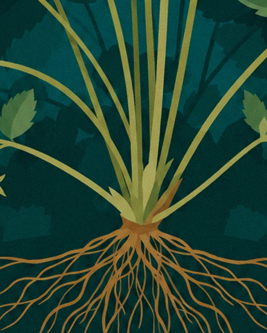 The strawberry plant's crown and brown roots spreading across the dark green background