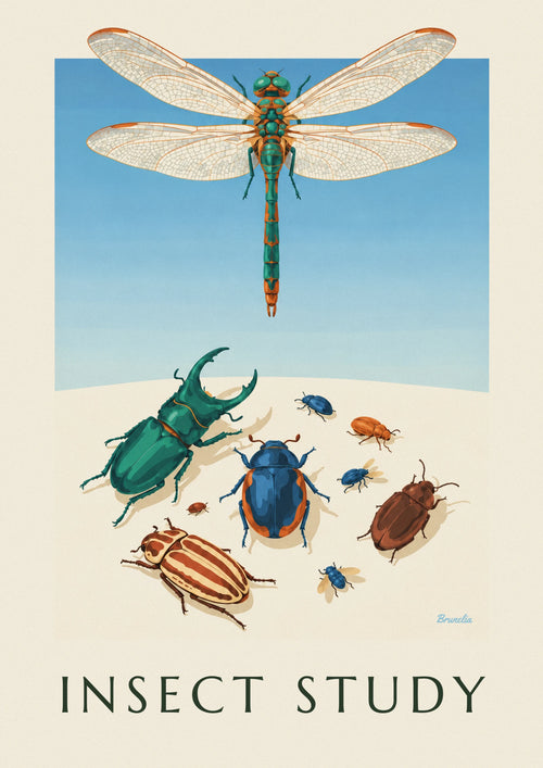 Poster of an entomological plate of beetles and dragonflies: the full poster