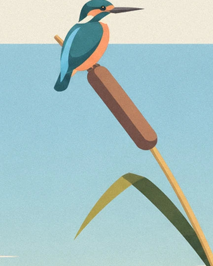 The blue and orange kingfisher perched on a brown bulrush beside the pond