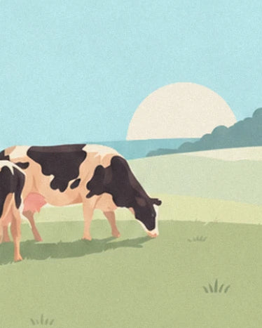 A black and cream cow grazing in a green meadow under a pale sun