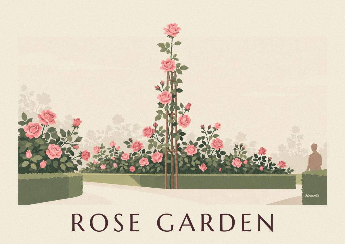 Affiche rosier grimpant en gravure botanique