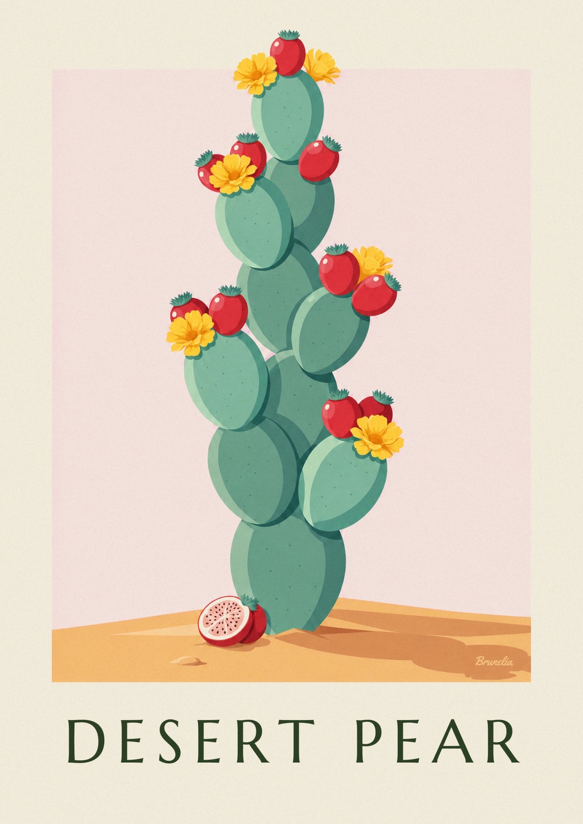 Affiche planche botanique du cactus opuntia, fleurs et fruits