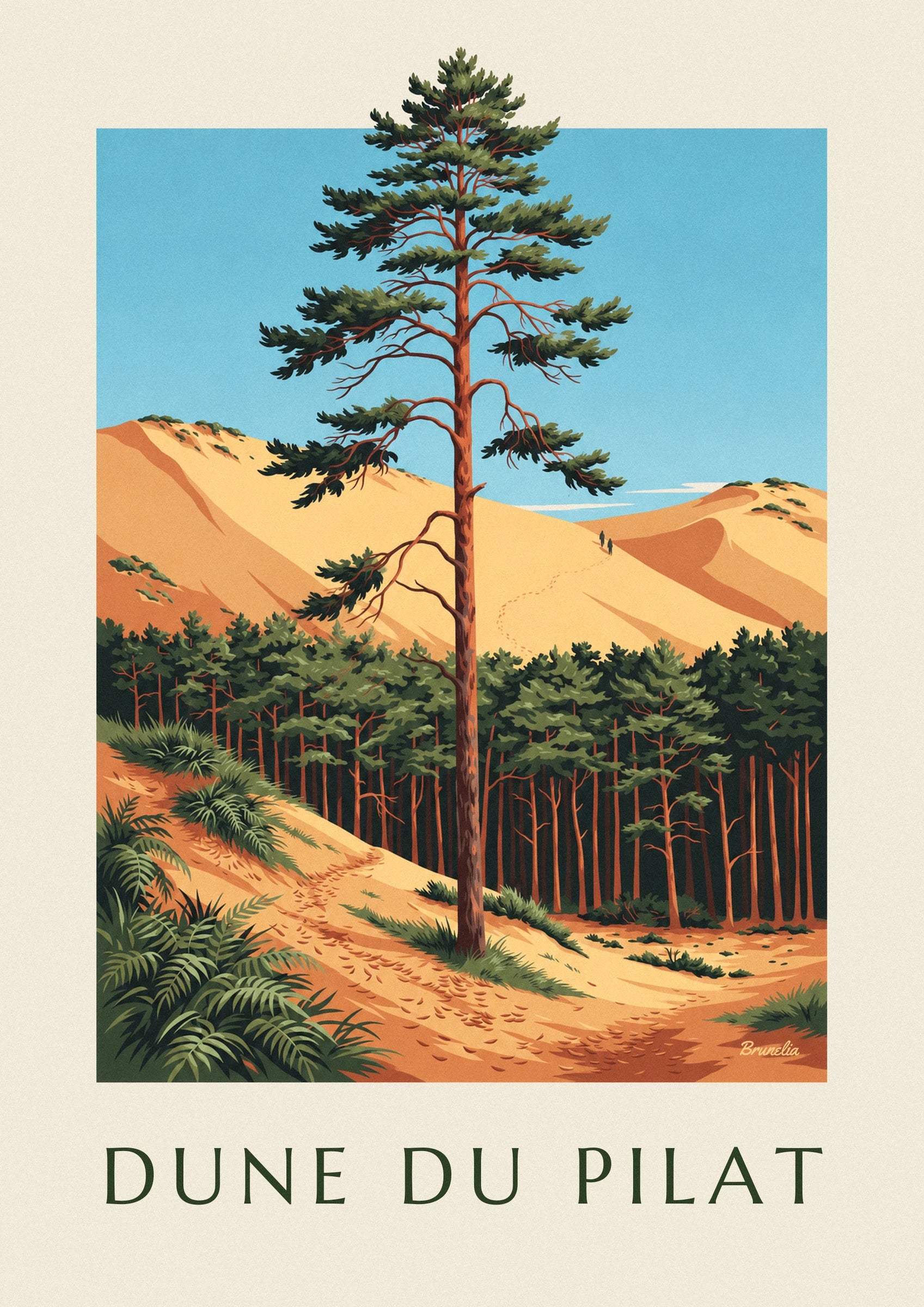 The maritime pine with its reddish-brown trunk and spreading branches against the blue sky