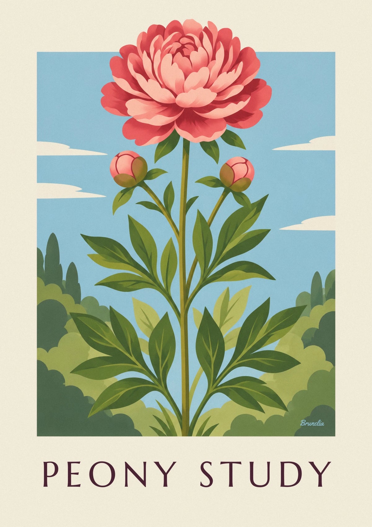 Affiche pivoine rose en planche botanique