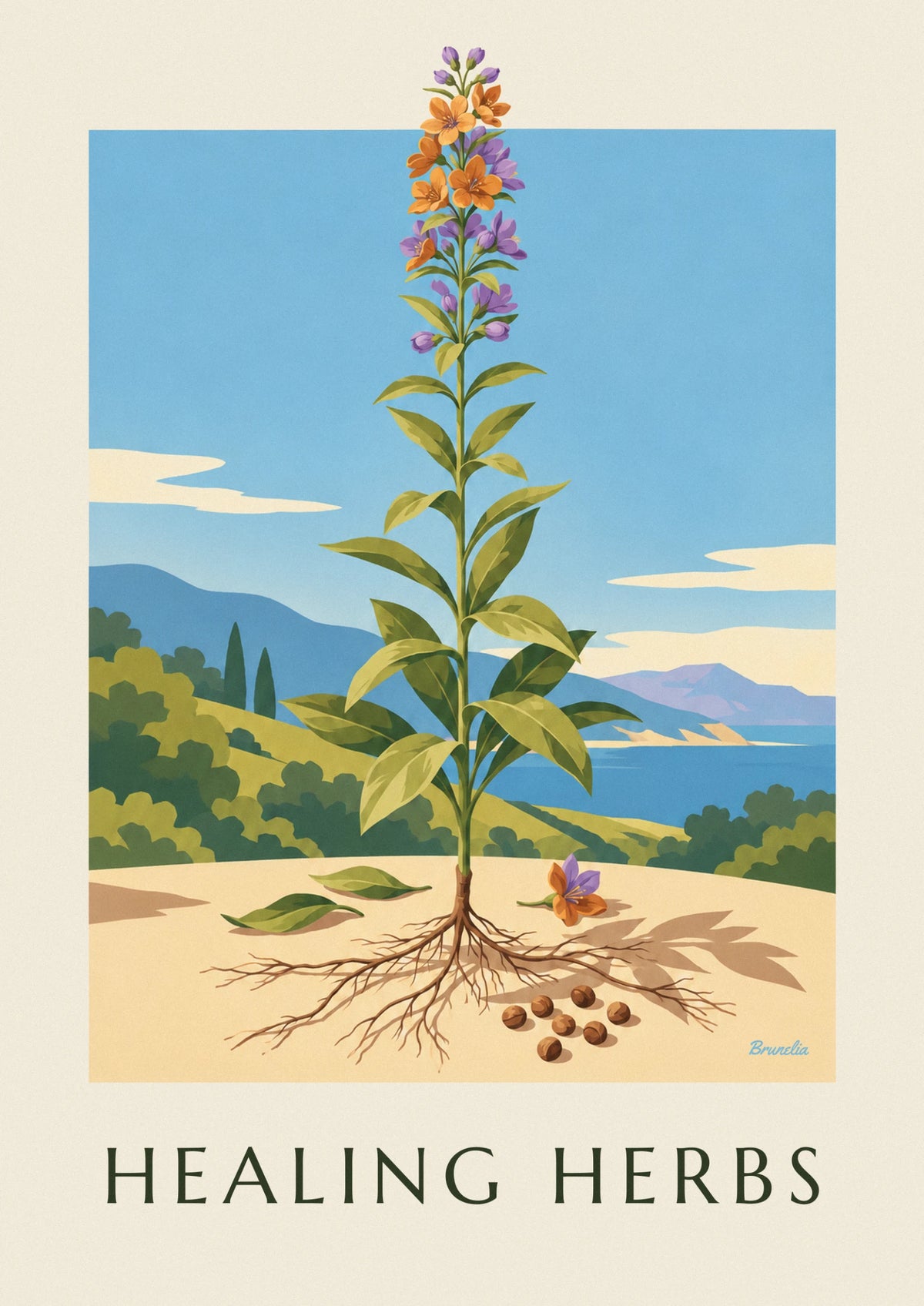 Affiche herbarium, planche de plante médicinale