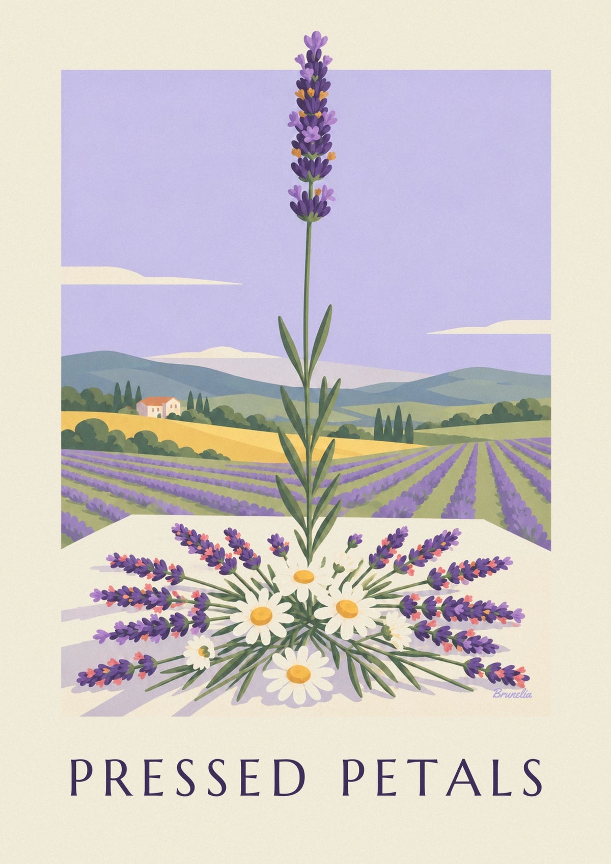 Affiche herbier de lavande et marguerites séchées
