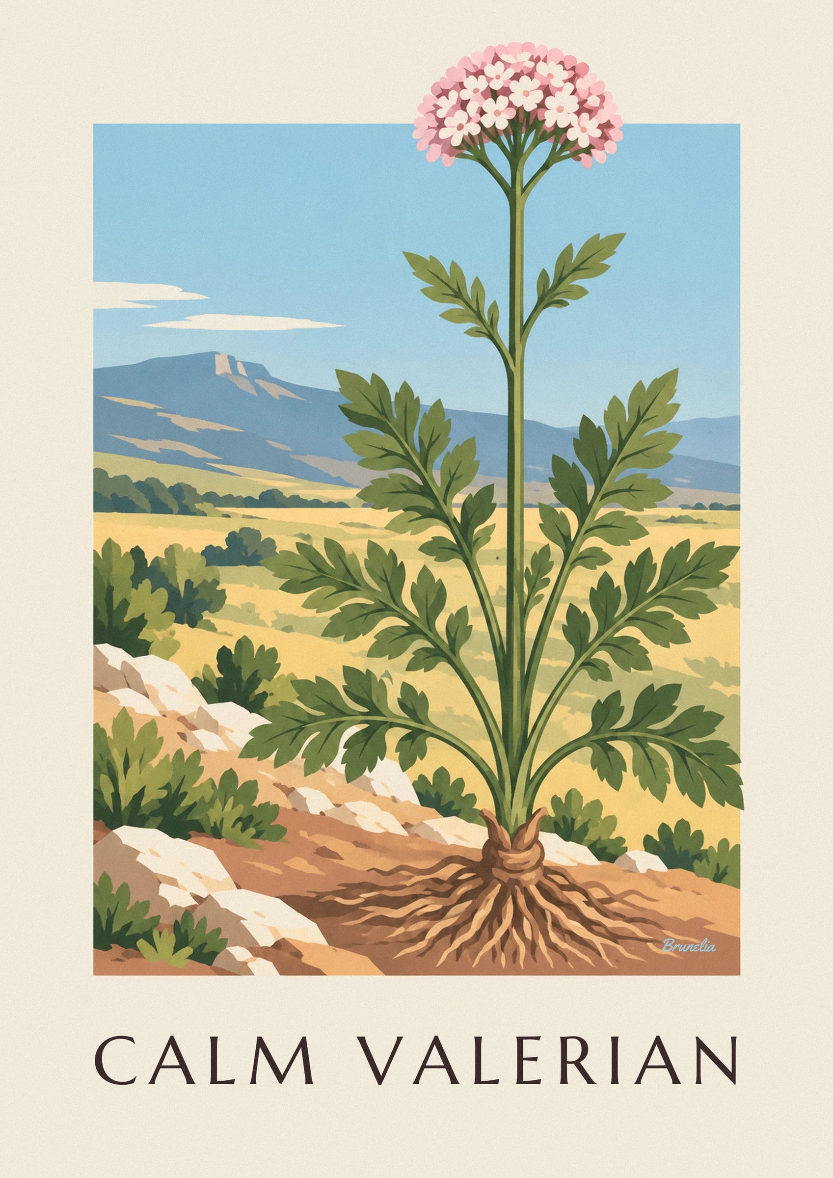 Plakat med læge-baldrian, botanisk lægeplante: nærbillede af detalje