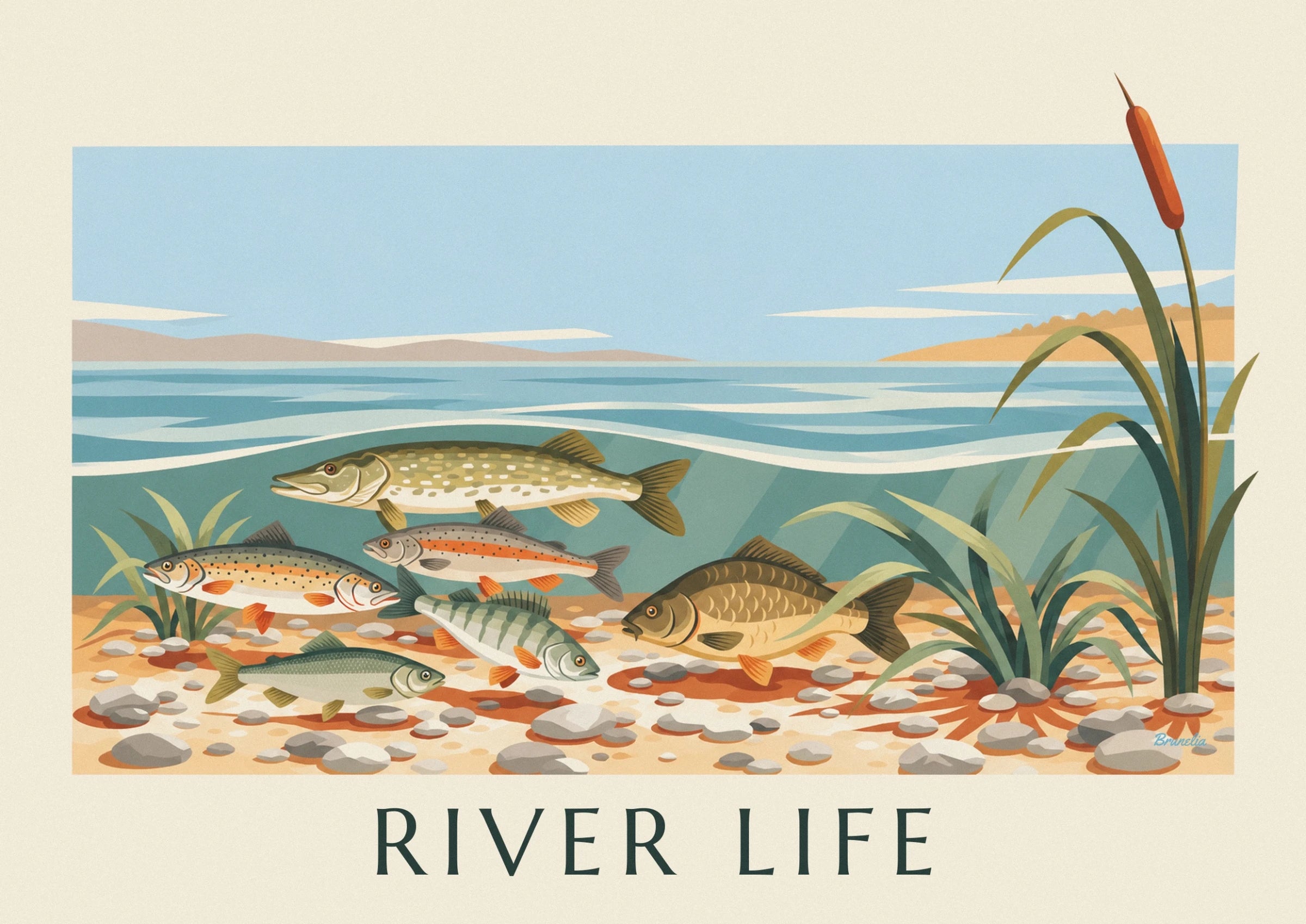 A spotted pike among the river fish above the stony riverbed